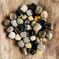 Versteinertes Holz