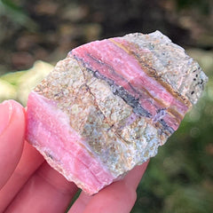 Rosa Opal