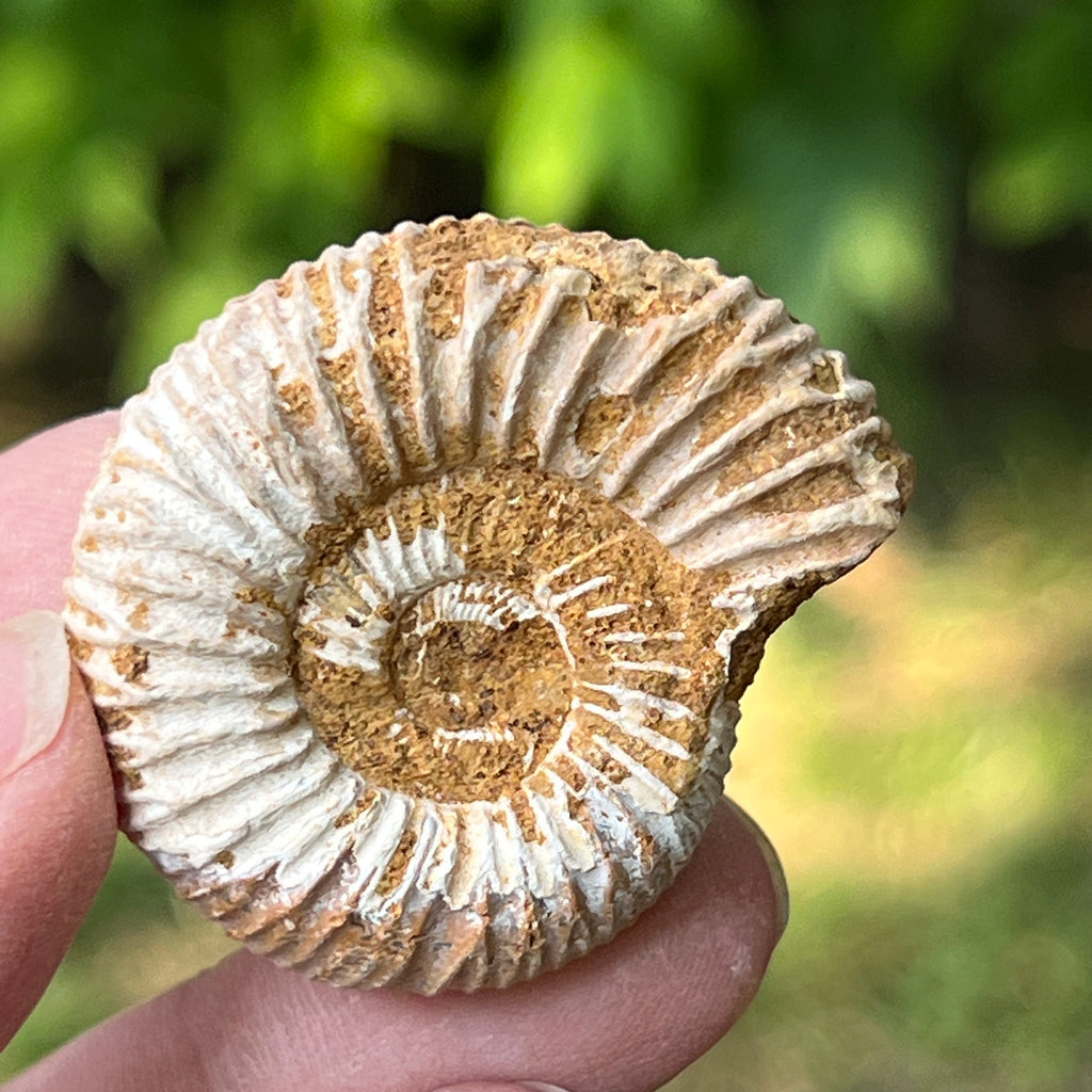 Amonit perisphinctes jurassic, pietre semipretioase - druzy.ro 4 