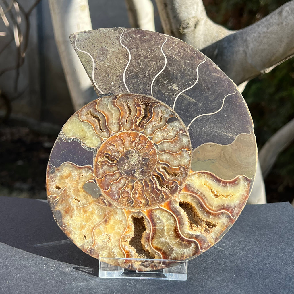 Ammonit Cleoniceras 17 cm * 14.5 cm,  model 3, druzy.ro, cristale 1