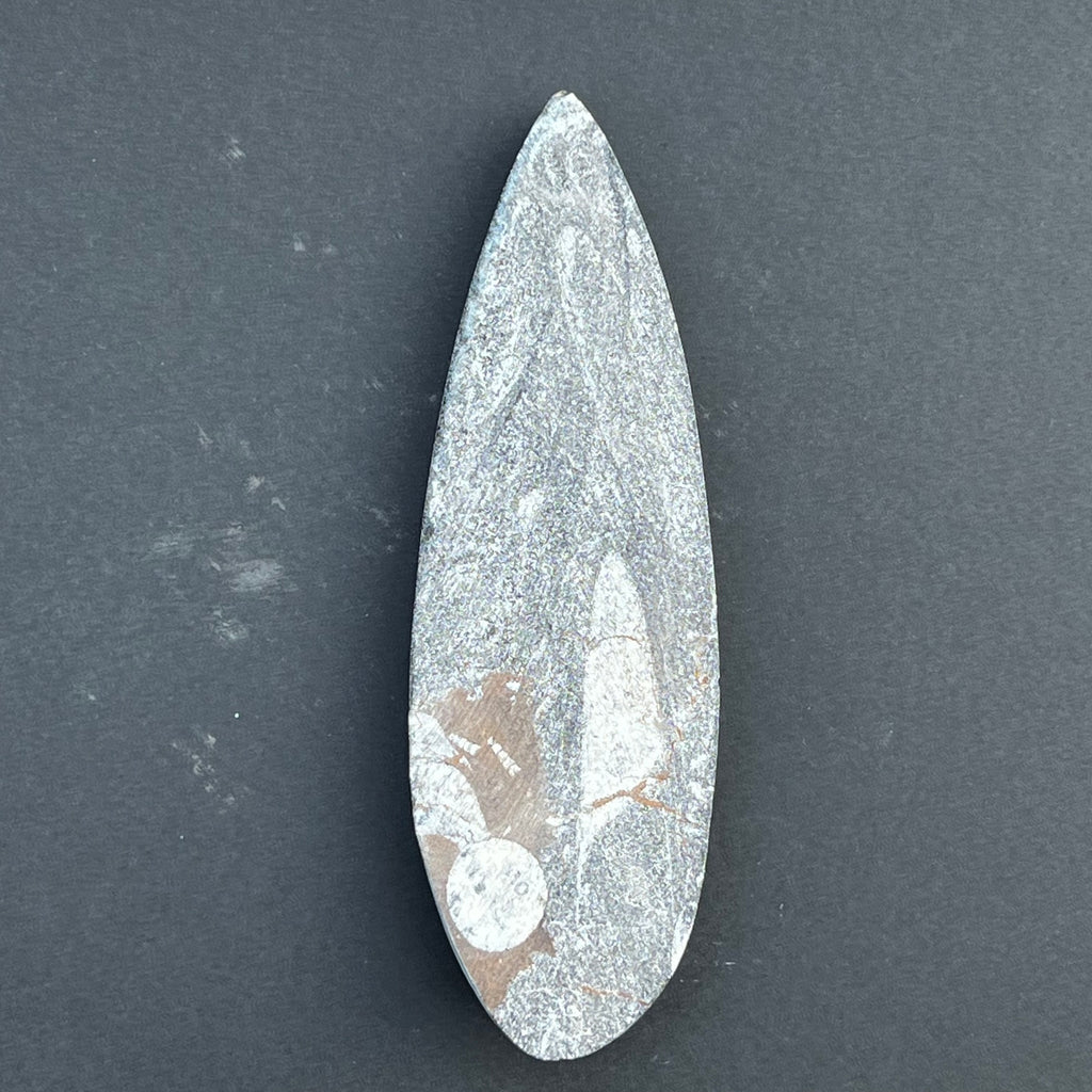 Fosil Orthoceras model 2, druzy.ro, cristale 3
