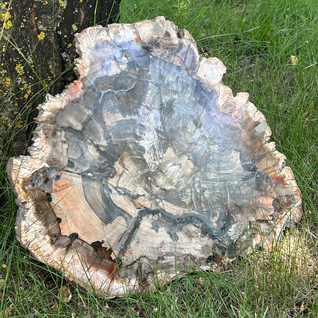 Felie lemn pietrificat | Model XXL1, pietre semipretioase - druzy.ro 1 