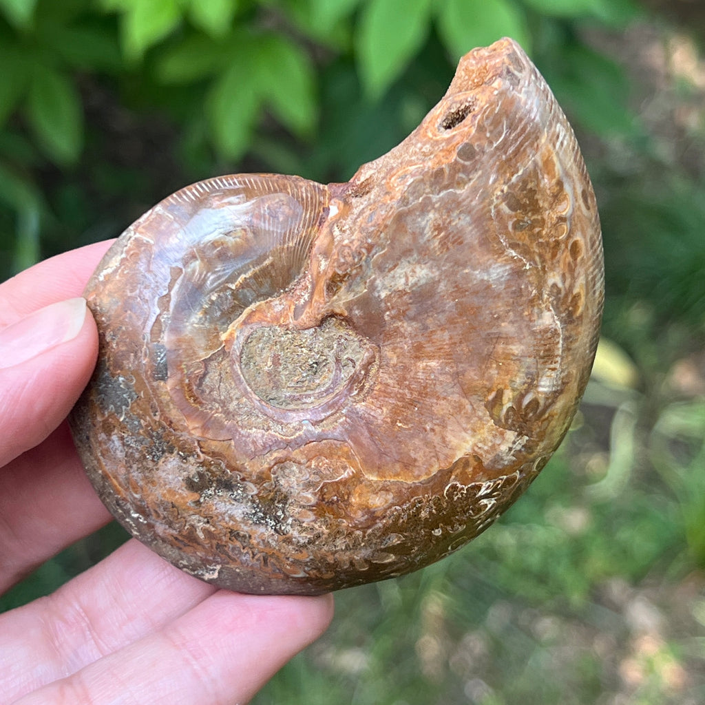 Ammonit Cleoniceras | Model 4, pietre semipretioase - druzy.ro 4 