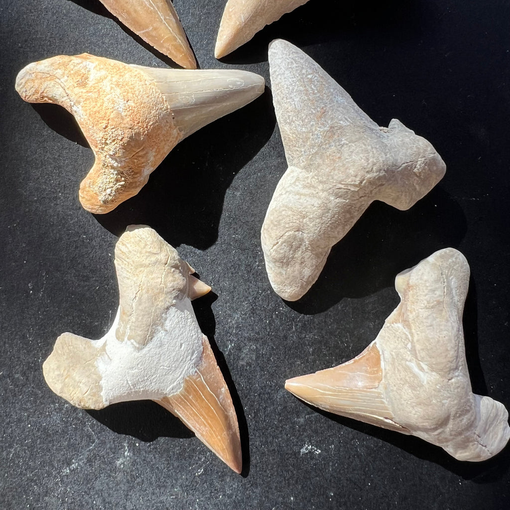 Dinte de rechin fosilizat, druzy.ro, cristale 2