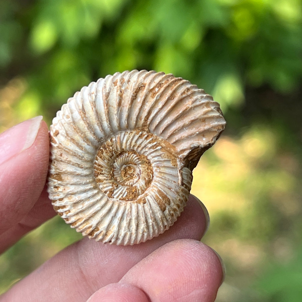 Amonit perisphinctes jurassic, pietre semipretioase - druzy.ro 6 