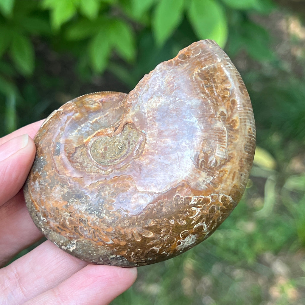 Ammonit Cleoniceras | Model 4, pietre semipretioase - druzy.ro 3 