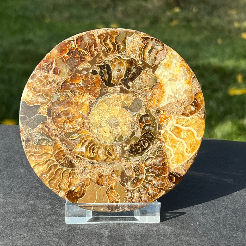 Fosil amonit felie 11.5 cm model 6, druzy.ro, cristale 1