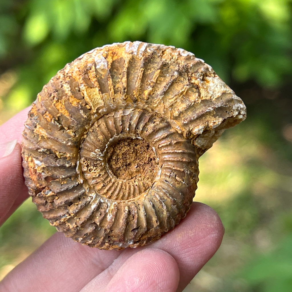 Amonit perisphinctes jurassic, pietre semipretioase - druzy.ro 2 