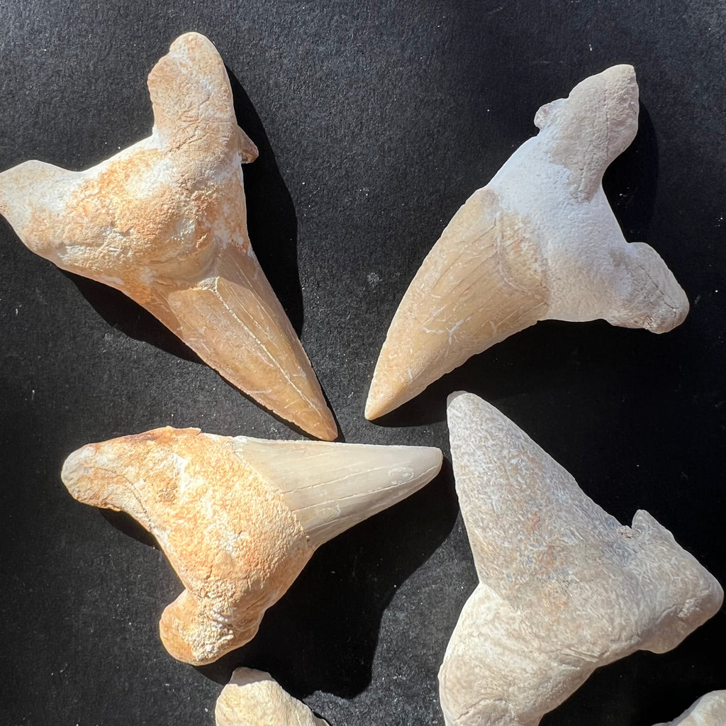Dinte de rechin fosilizat, druzy.ro, cristale 3