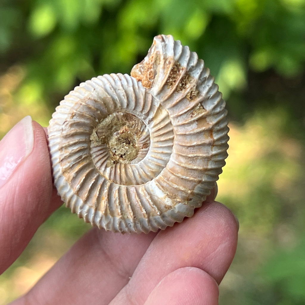 Amonit perisphinctes jurassic, pietre semipretioase - druzy.ro 5 