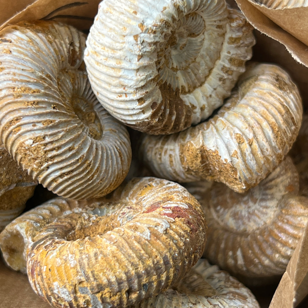 Amonit perisphinctes jurassic, pietre semipretioase - druzy.ro 3 