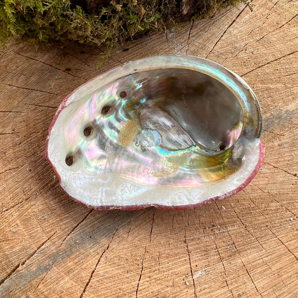 Scoica abalone suport ardere ierburi 5-7 cm, druzy.ro, cristale 1